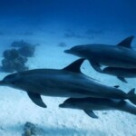 delfine